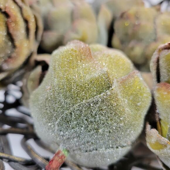 Vintage‎ Faux Artichokes Green Crystallized Farmhouse Kitchen Decor 21 pcs - Picture 9 of 11